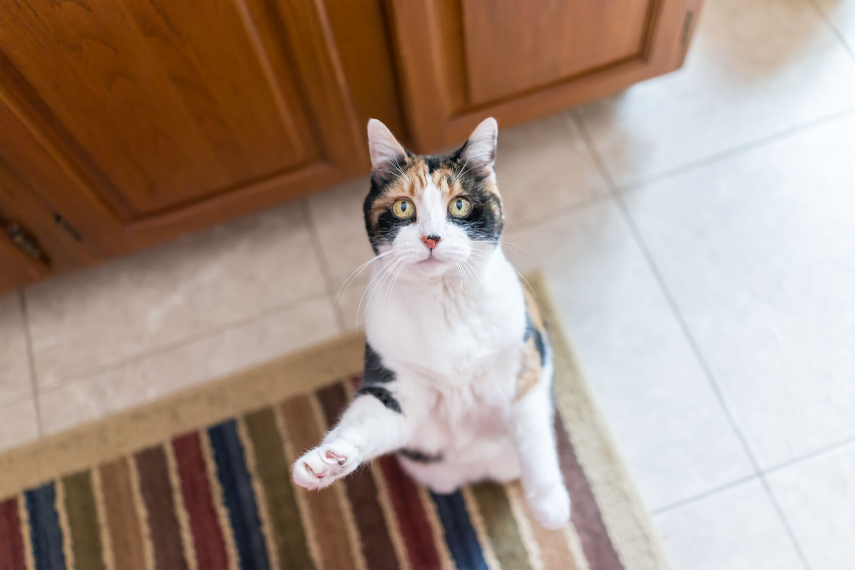 Begging